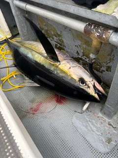 キハダマグロの釣果