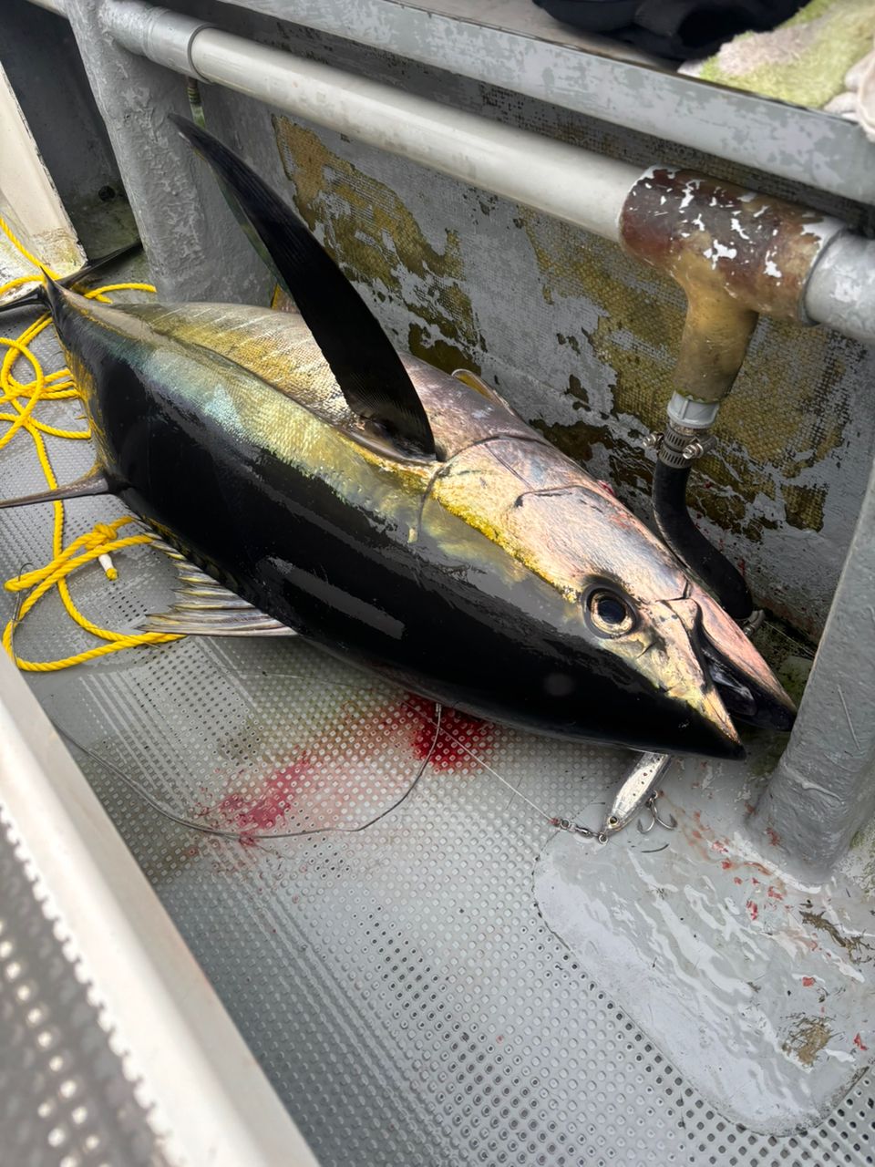 CFC SHUさんの釣果 1枚目の画像