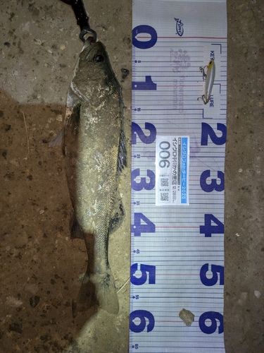 シーバスの釣果