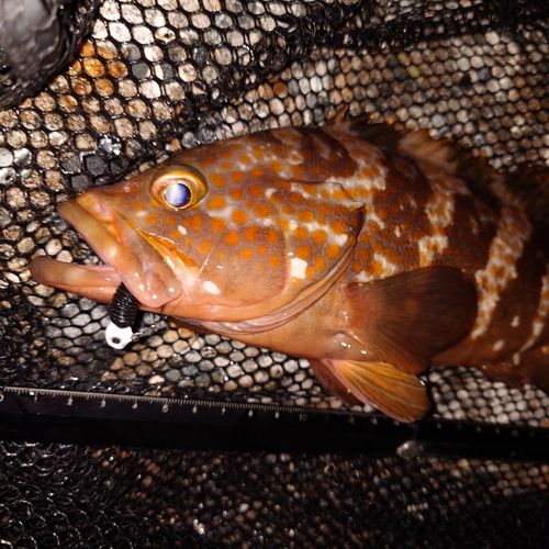 キジハタの釣果