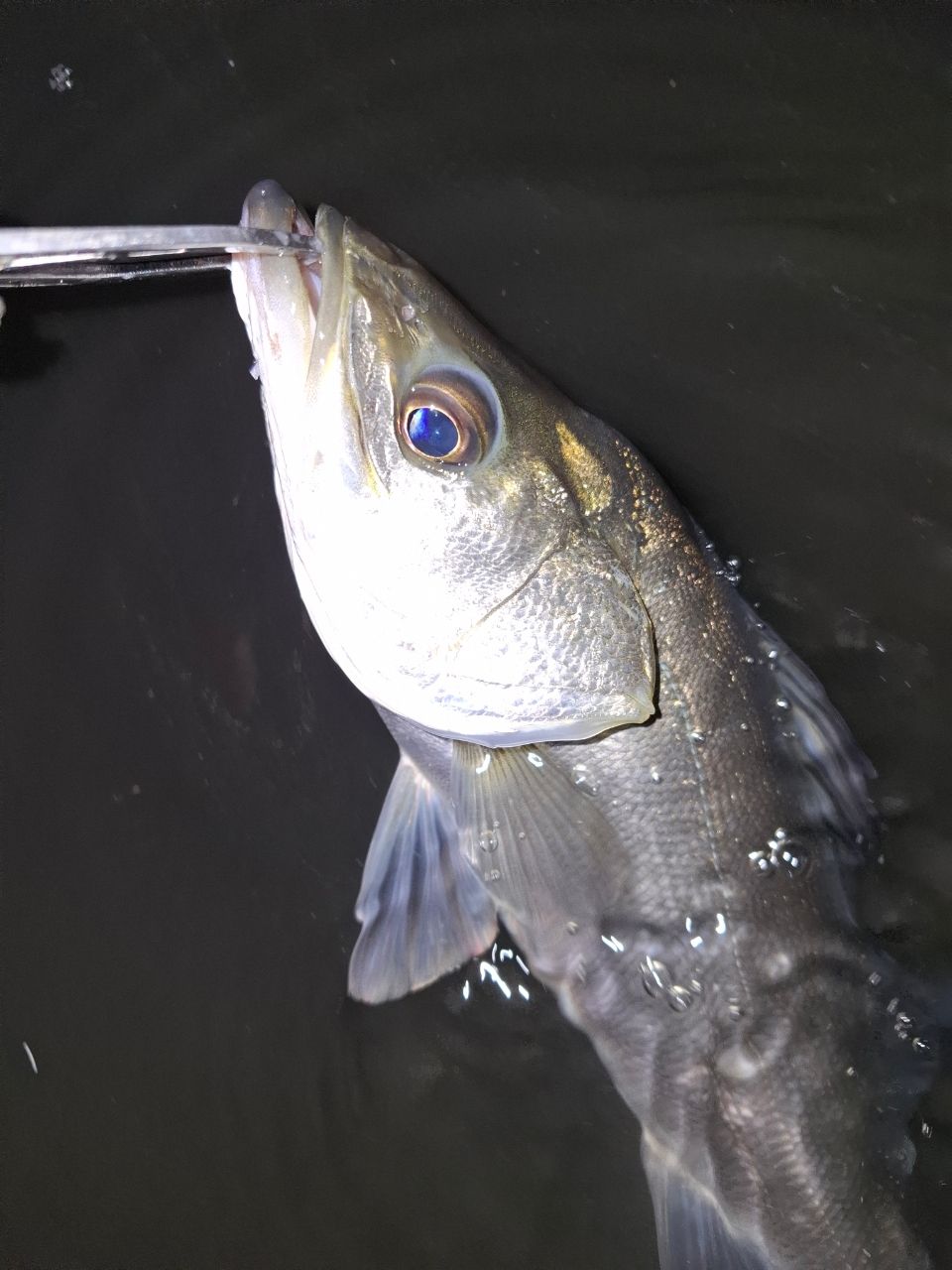 SHIMANO 18ディアルーナ S96Mの最安値・インプレ・釣果 | 本音の口コミ