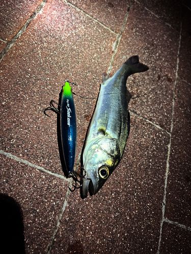 豊洲ぐるり公園