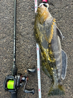 アイナメの釣果