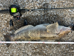 アイナメの釣果