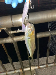 コノシロの釣果