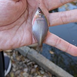 タイリクバラタナゴ