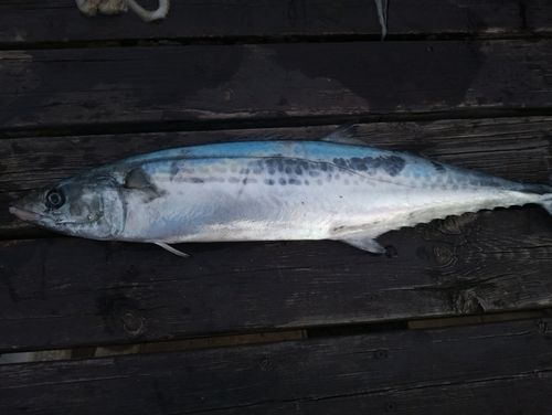 サゴシの釣果