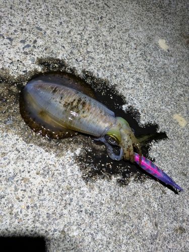 アオリイカの釣果