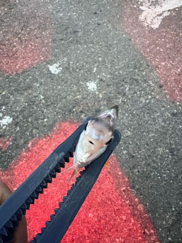 ヒイラギの釣果