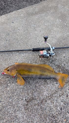 アイナメの釣果