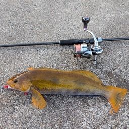 アングラーかぶき者さんの2025年11月24日(月)の釣行(北海道 - 大黒島