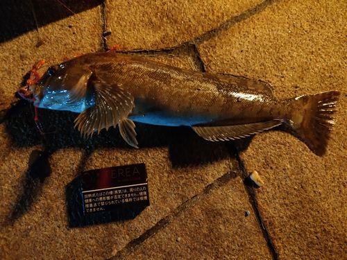 キラキラ公園（苫小牧西港）