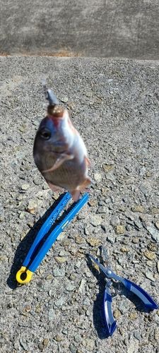 チャリコの釣果