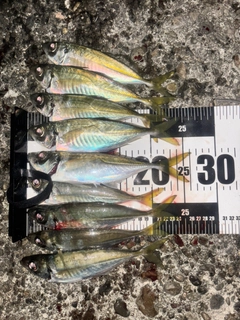 アジの釣果