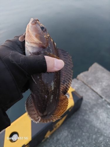 アブラコの釣果