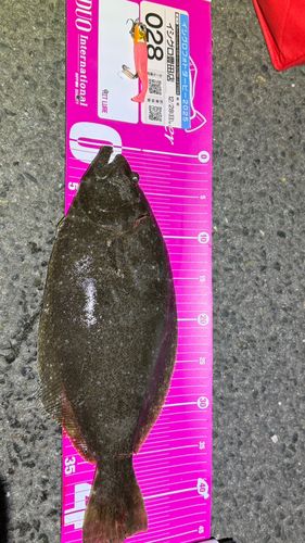ヒラメの釣果