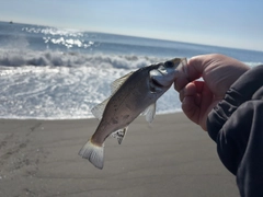 セイゴ（ヒラスズキ）の釣果