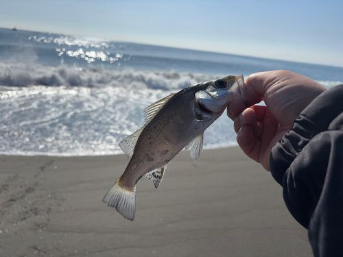セイゴ（ヒラスズキ）の釣果