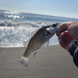 セイゴ（ヒラスズキ）