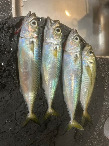 マアジの釣果