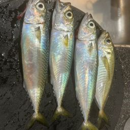 マアジ