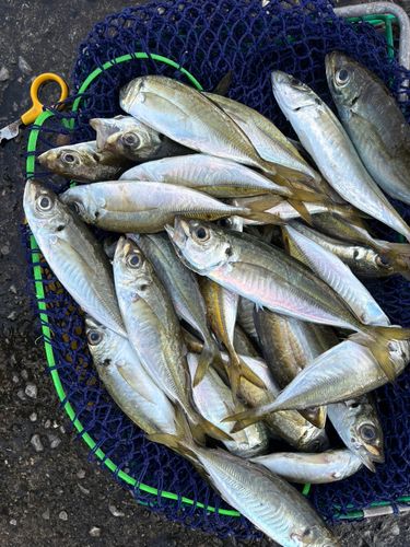 アジの釣果