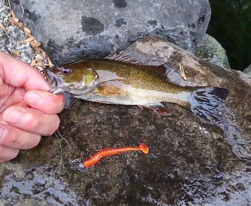 スモールマウスバスの釣果