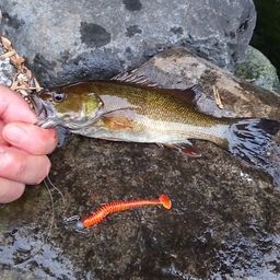 スモールマウスバス