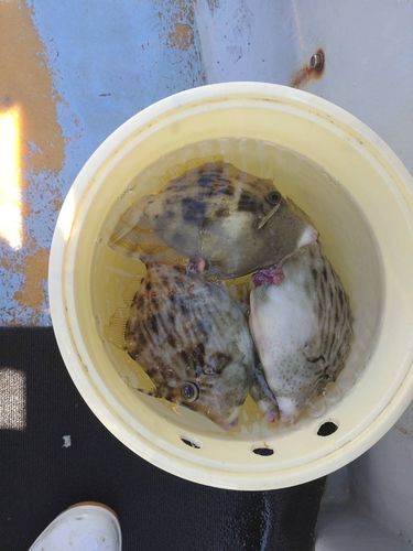 カワハギの釣果