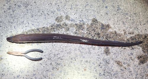 クロアナゴの釣果