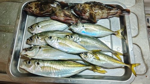 アジの釣果
