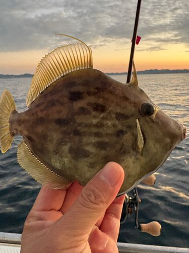 カワハギの釣果