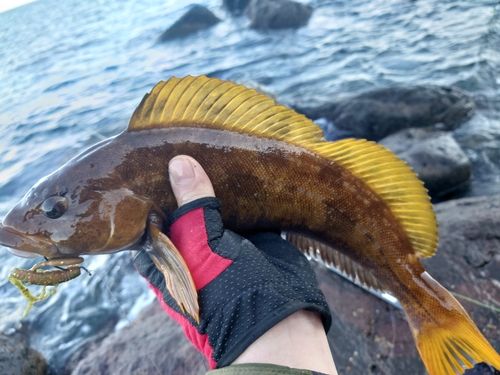 アイナメの釣果