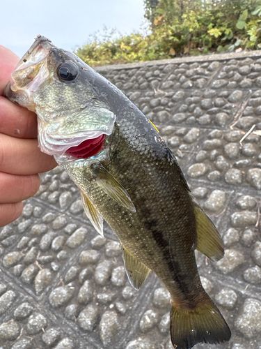 ラージマウスバスの釣果