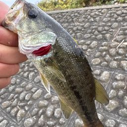 ラージマウスバス