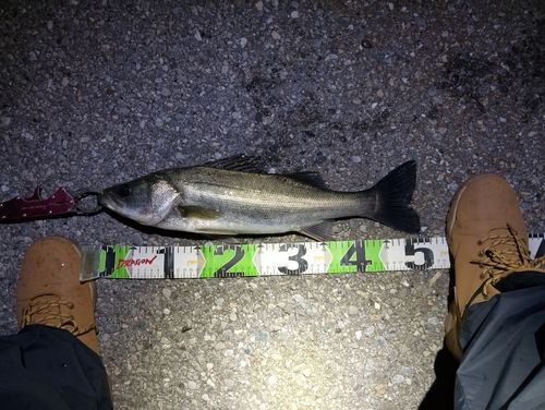 シーバスの釣果