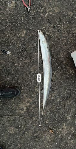 タチウオの釣果