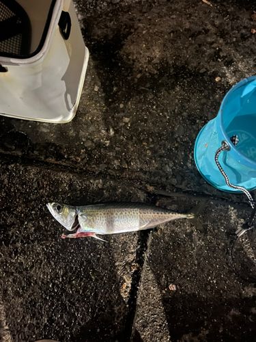 サバの釣果