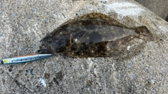 ヒラメの釣果