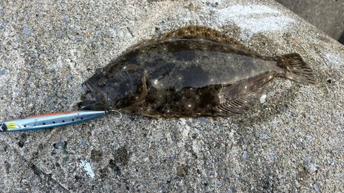 ヒラメの釣果