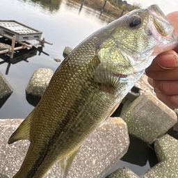 ラージマウスバス