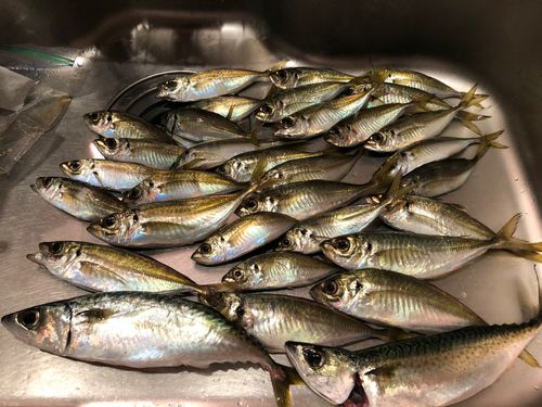 アジの釣果