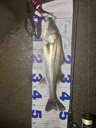 シーバスの釣果