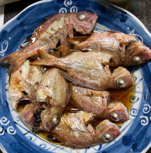 チャリコの釣果