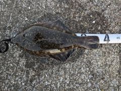 クロガシラガレイの釣果