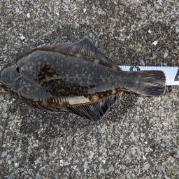 クロガシラガレイ