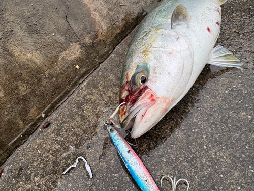 周防大島（屋代島）