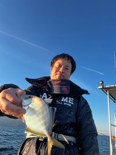 カイワリの釣果