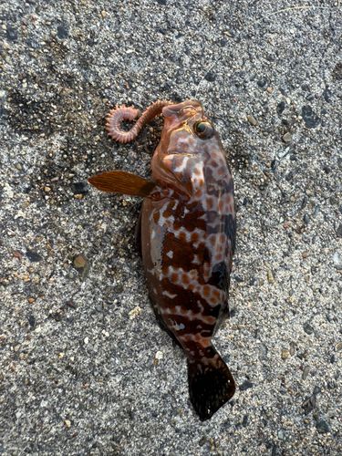 キジハタの釣果