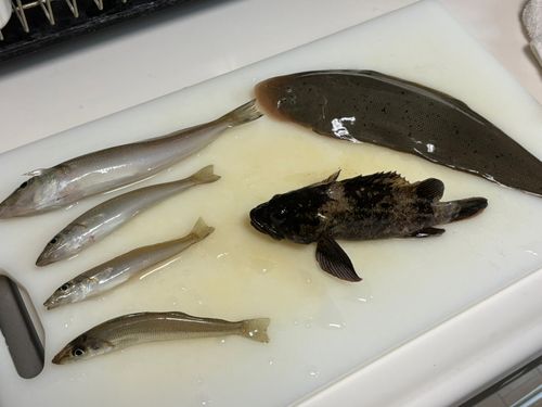 シタビラメの釣果